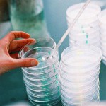 Microbiología Rápida