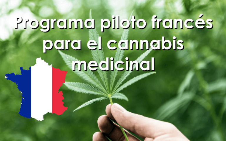 Programa piloto francés para el cannabis medicinal